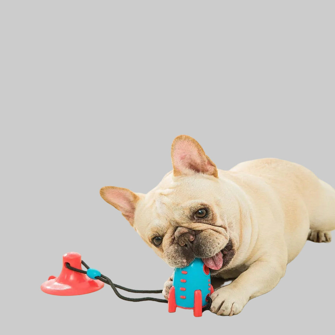 Why Every Dog Needs an Interactive Chew Toy