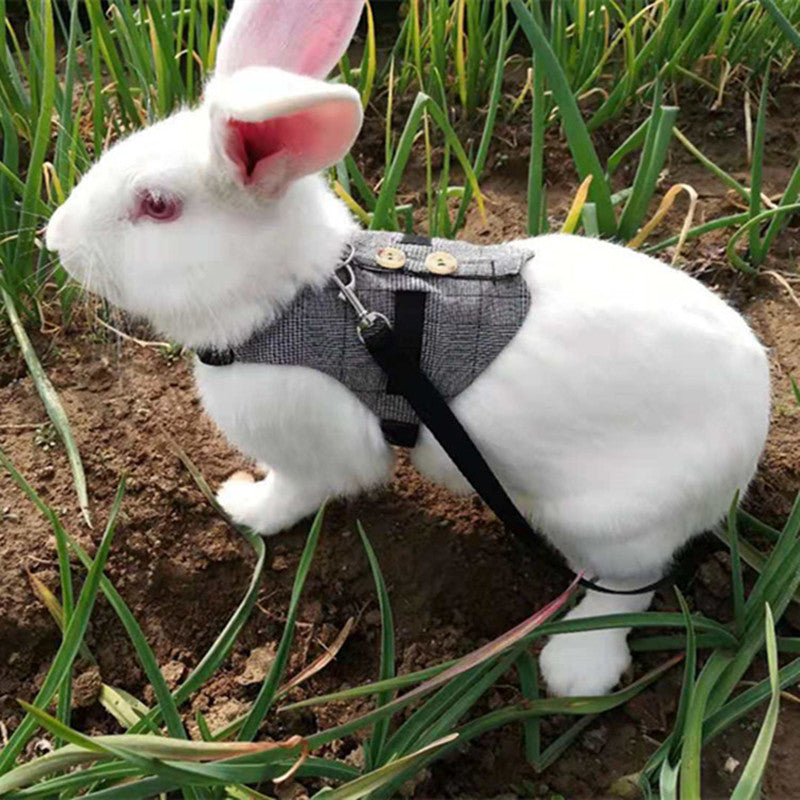 Rabbit Harnesses & Outdoor Accessories | PawsomeHaven