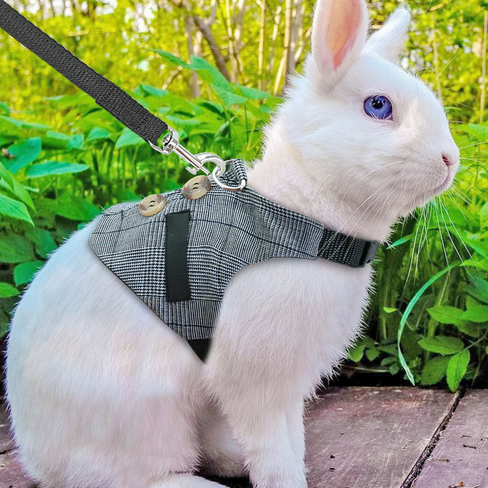 White rabbit wearing BunnyWalk premium rabbit harness outdoors
