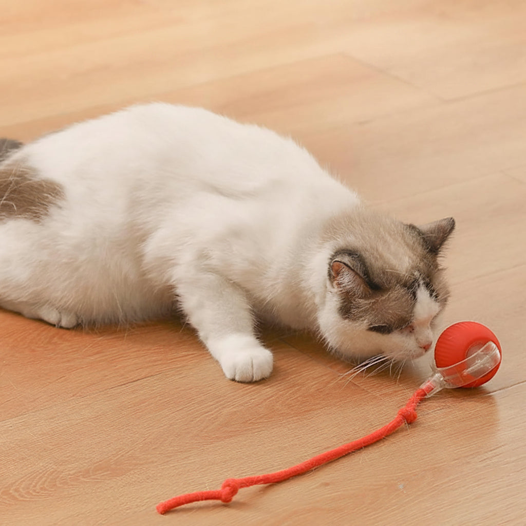 Interactive ball features showing auto-rotation for pets