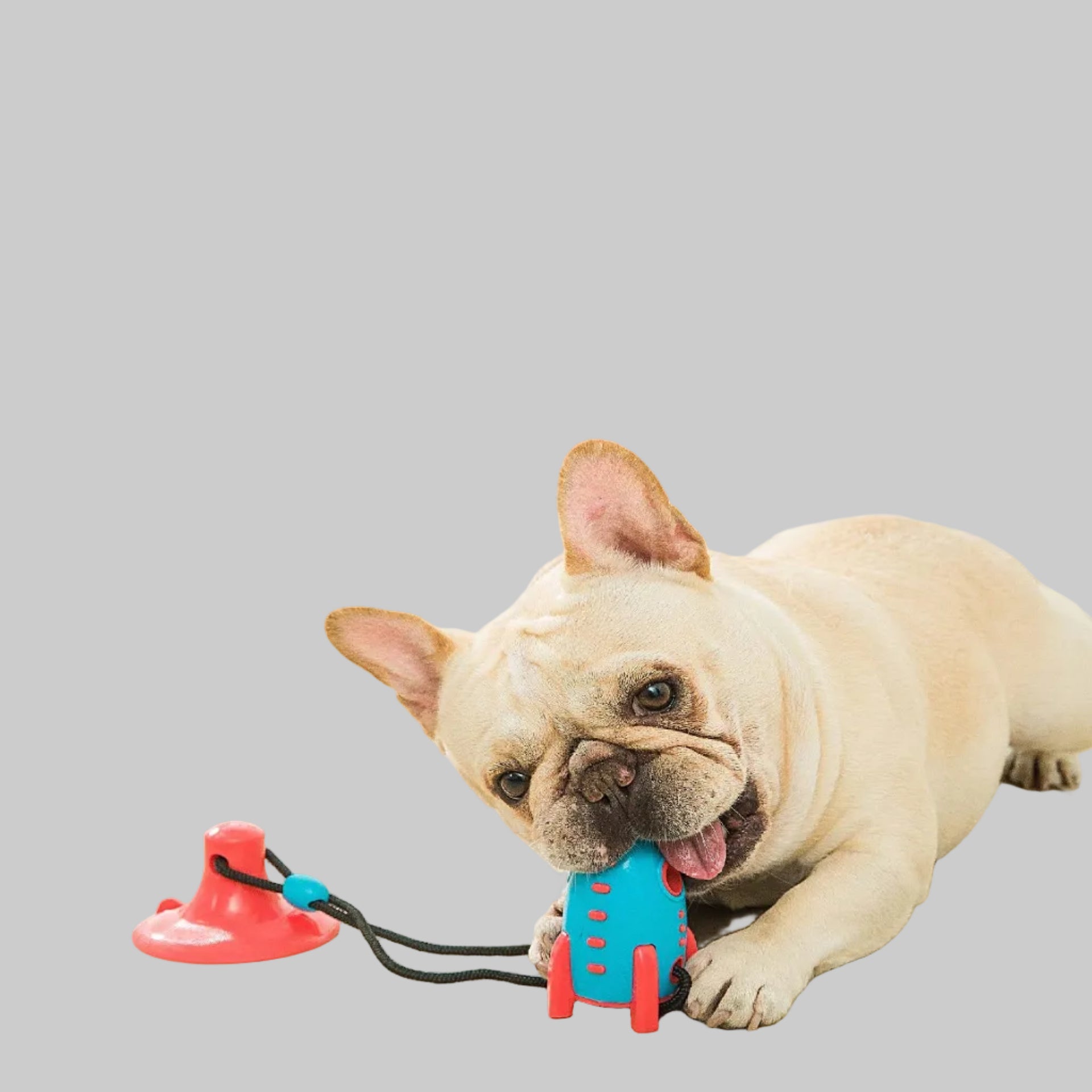 Dog playing with the PawGrip™ Interactive Suction Cup Dog Chew Toy for chewing, tugging, and dental care.